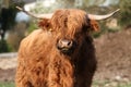 HIGHLAND CATTLE. COW WITH HORN IN FIELD