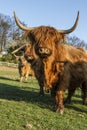 HIGHLAND CATTLE. COW WITH HORN IN FIELD