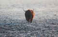 Highland cattle, cow horned animal walking from back on freeze grass pasture. Agriculture background Royalty Free Stock Photo