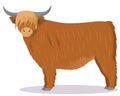 Highland cattle cow Royalty Free Stock Photo