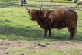 Highland cattle cow on pasture, very huge and hairy animal with long horns Royalty Free Stock Photo