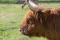 Highland cattle cow on pasture, very huge and hairy animal with long horns Royalty Free Stock Photo