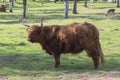 Highland cattle cow on pasture, very huge and hairy animal with long horns Royalty Free Stock Photo