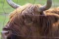 Highland cattle cow on pasture, very huge and hairy animal with long horns Royalty Free Stock Photo