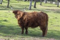 Highland cattle cow on pasture, very huge and hairy animal with long horns Royalty Free Stock Photo