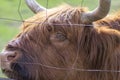 Highland cattle cow on pasture, very huge and hairy animal with long horns Royalty Free Stock Photo