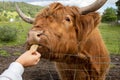 Highland cattle or Highland cow it`s a Scottish breed of rustic cattle Royalty Free Stock Photo