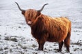 Highland Cattle Royalty Free Stock Photo