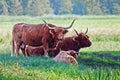 Highland cattle cows family on pasture, having a rest in cool shadow under trees Royalty Free Stock Photo
