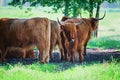 Highland cattle cows family on pasture, having a rest in cool shadow under trees Royalty Free Stock Photo