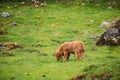 Highland Cattle Cows Graze On A Summer Pasture. Funny Scottish Cattle Breed Calf Walking In Meadow In Summer Day Royalty Free Stock Photo