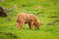 Highland Cattle Cows Graze On A Summer Pasture. Funny Scottish Cattle Breed Calf Walking In Meadow In Summer Day Royalty Free Stock Photo