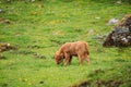 Highland Cattle Cows Graze On A Summer Pasture. Funny Scottish Cattle Breed Calf Walking In Meadow In Summer Day Royalty Free Stock Photo