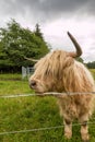 Highland Cattle Royalty Free Stock Photo