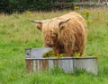 Highland Cattle Royalty Free Stock Photo