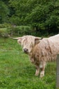 Highland Cattle Royalty Free Stock Photo