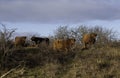 Highland cattle in the dunes in holland Royalty Free Stock Photo