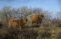 Highland cattle in the dunes in holland Royalty Free Stock Photo