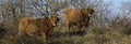 Highland cattle in the dunes in holland Royalty Free Stock Photo