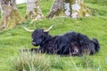 Highland cattle dwelling in the field, Scotland Royalty Free Stock Photo