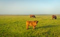Highland cattle in early morning sunlight Royalty Free Stock Photo