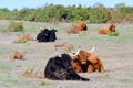 Highland cattle in fall on a meadow Royalty Free Stock Photo