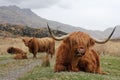 Highland Cattle Family Royalty Free Stock Photo