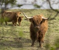 Highland Cattle Family Royalty Free Stock Photo