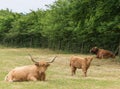 Highland cattle family group Royalty Free Stock Photo