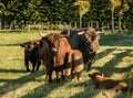 Highland Cattle Family Royalty Free Stock Photo