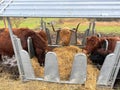 Highland cattle at feeding station rural landscape. Royalty Free Stock Photo