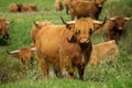 Highland cattle flock