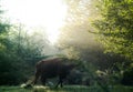 Highland cattle in the forest during a foggy Royalty Free Stock Photo