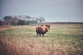 Highland Cattle grazing on field