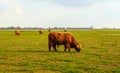 Highland cattle grazing in a flat rural landscape in the Netherlands Royalty Free Stock Photo