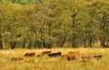 Grazing Highland cattle (Kyloes) Royalty Free Stock Photo