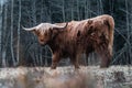 Highland Cattle grazing onForest Meadow