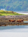 Highland cattle grazing on seaweed. Loch Etive, Scotland Royalty Free Stock Photo