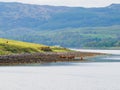 Highland cattle grazing on seaweed. Loch Etive, Scotland Royalty Free Stock Photo