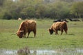 Highland cattle grazing