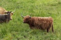 Highland Cattle on a pasture in the Scottish Highlands Royalty Free Stock Photo