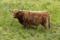 Highland Cattle on a pasture in the Scottish Highlands Royalty Free Stock Photo