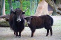 Highland Cattle Hairy Family Stock Photo Stock Images Stock Pictures Royalty Free Stock Photo