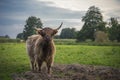 Highland Cattle