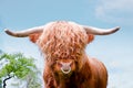 Highland cattle, highland cow, closeup Royalty Free Stock Photo