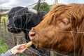 Highland cattle or Highland cow it`s a Scottish breed of rustic cattle Royalty Free Stock Photo