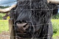 Highland cattle or Highland cow it`s a Scottish breed of rustic cattle Royalty Free Stock Photo