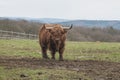 Highland cattle