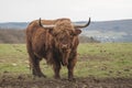 Highland cattle