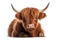 Highland cattle, an isolated scottish cow on a white background. Generative AI Royalty Free Stock Photo